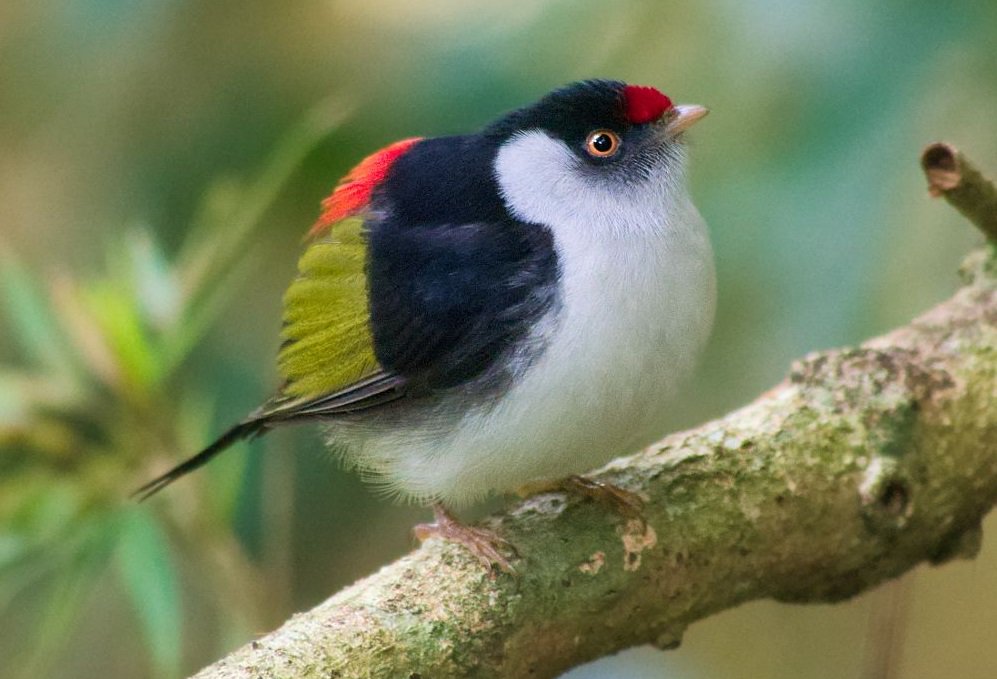 World birds on X: "Pin-tailed Manakin (Ilicura militaris) #painting #art https://t.co/kLGME66WeJ" / X