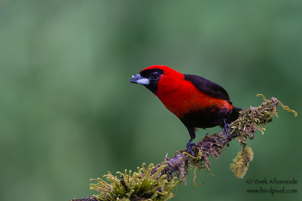 Masked Crimson Tanager - birdpixel