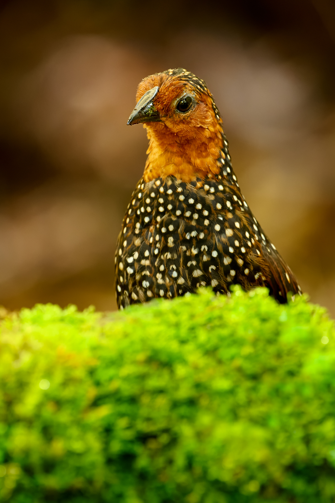 The Ocellated Tapaculo: An Icon of the Andean Forests