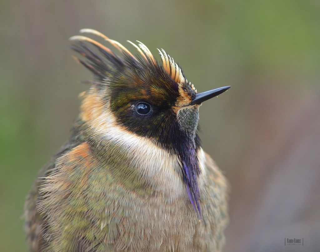 Barbudito Canelo/Buffi Helmetcrest/Oxypogon Stuebelii [e] – Birds Colombia