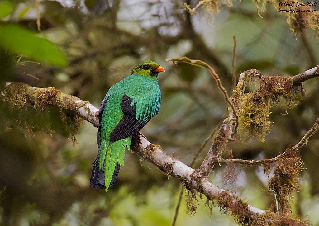 Golden-headed Quetzal Pharomachrus auriceps - Barraimaging