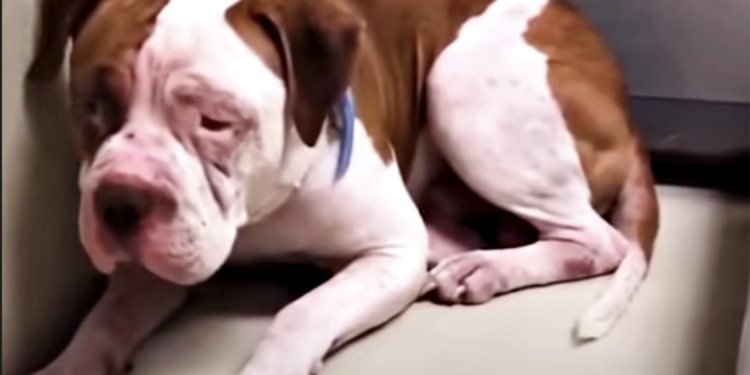 ‘Trembling’ Pit Bull Hides in Shelter Corner Until a Voice Draws Him Out