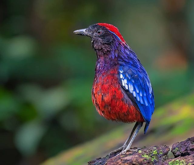 A multi-faceted brilliant gem of a bird covered in spellbinding blues and reds making for a thoroughly sparkling combination - meet the garnet pitta! - Imgur