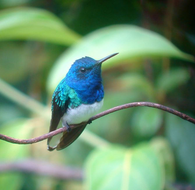 White-necked Jacobin- Costa Rica Bird of the Day – BirdingFieldGuides Blog