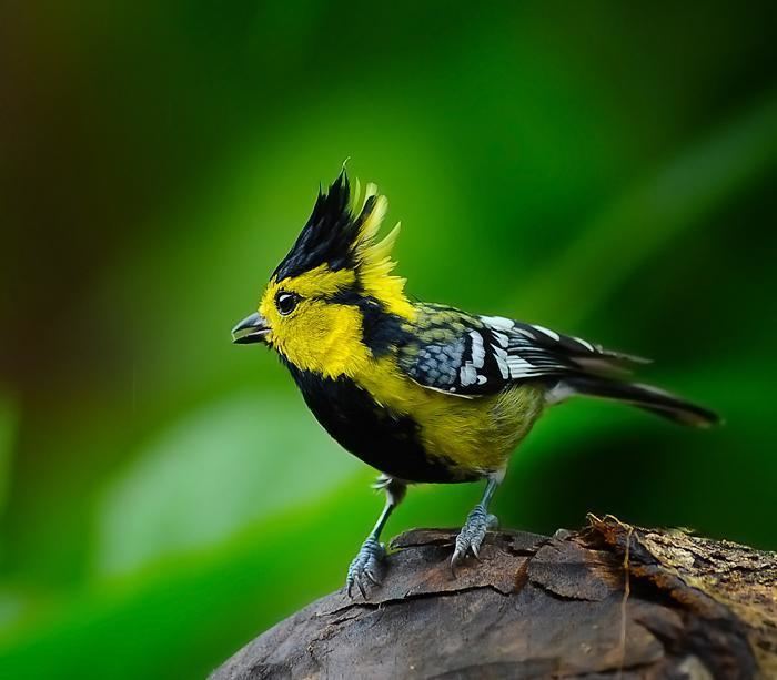 Yellow cheeked tit - Alchetron, The Free Social Encyclopedia