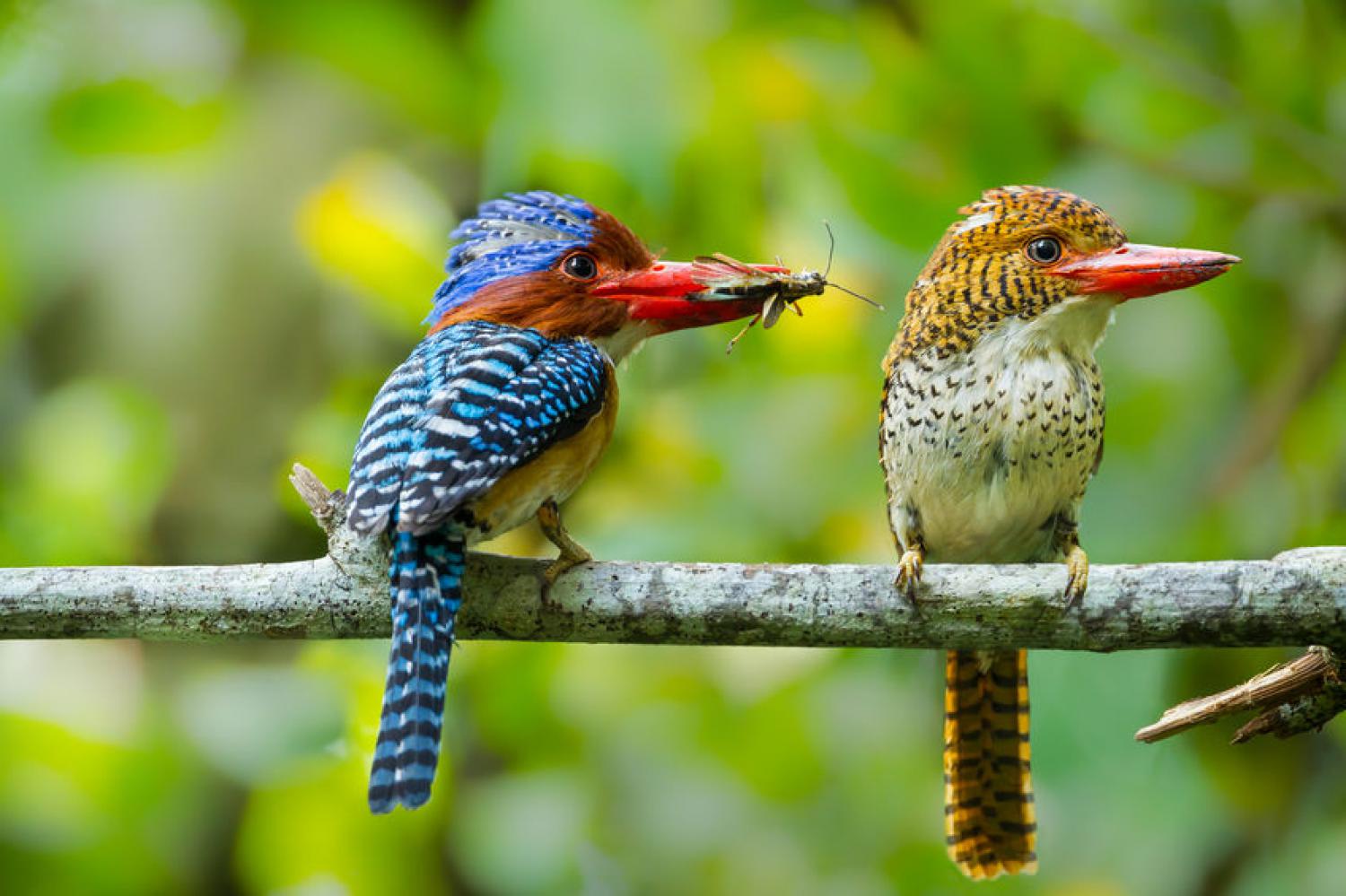 Banded kingfisher (Lacedo pulchella)