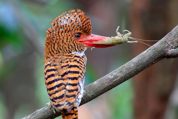 Premium Photo | Banded kingfisher lacedo pulchella beautiful female birds of thailand