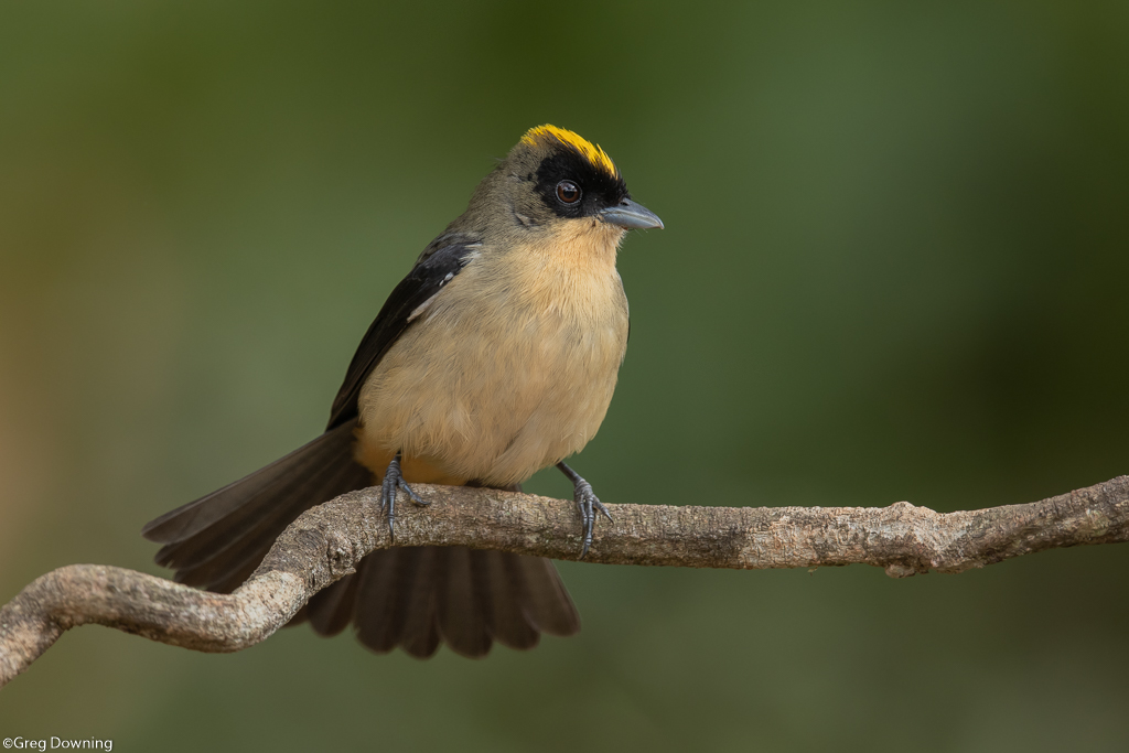 Index of /ws/images/pantanal-photography-tour