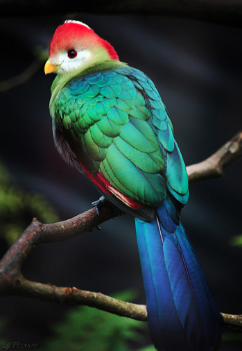 Red-crested Turacos.The only birds to possess true red & green color, not  just a reflection produced by the feather stru… | Beautiful birds, Pet  birds, Pretty birds