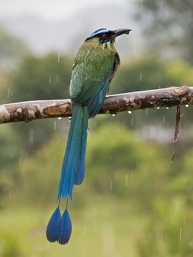 Blue Crowned Motmot (photos by Priscilla Burcher) | Beautiful birds, Pet birds, Birds bees butterflies