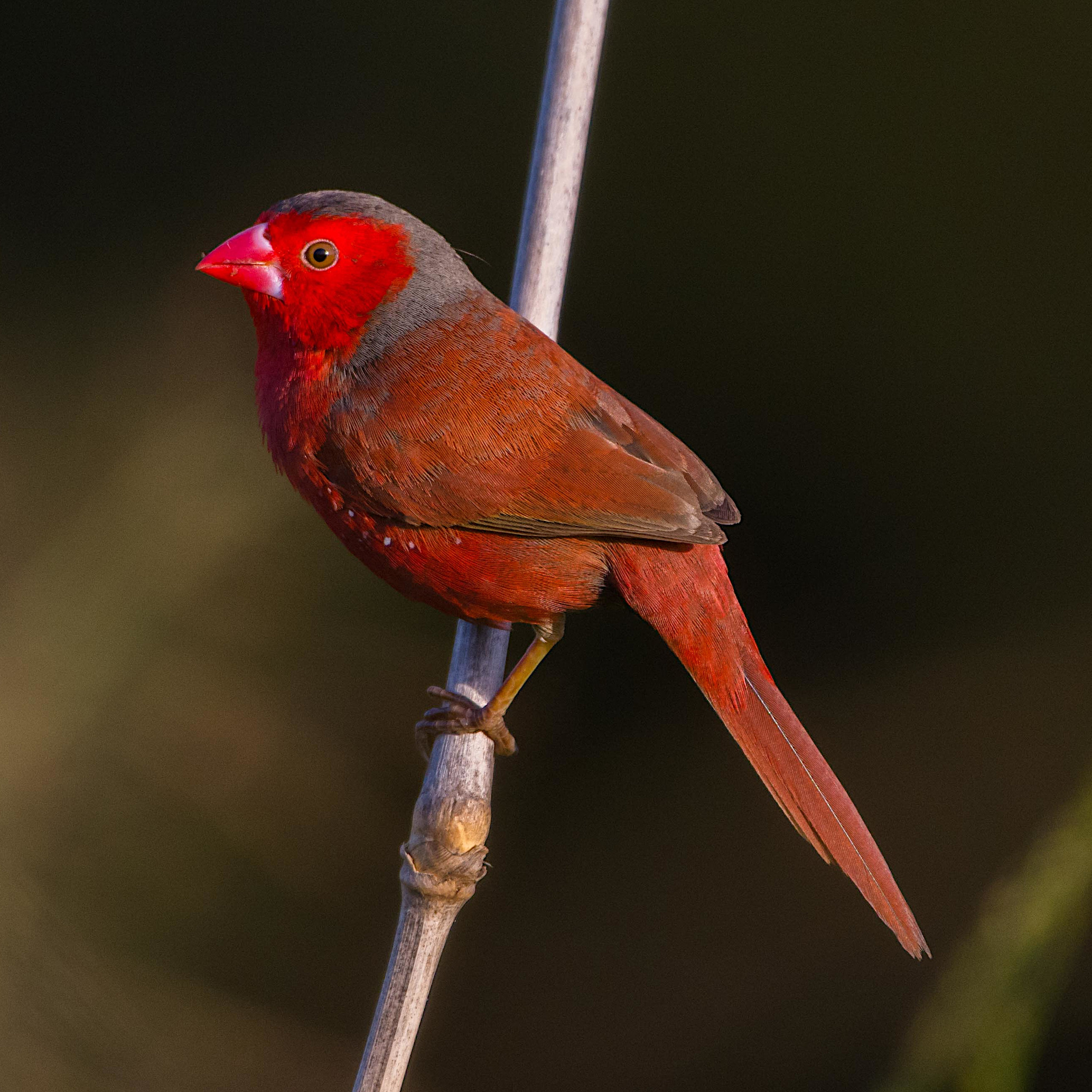 Crimson Finch (Neochmia phaeton)