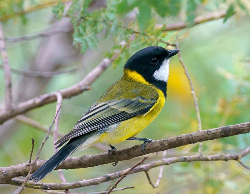 Golden Whistler - The Australian Museum