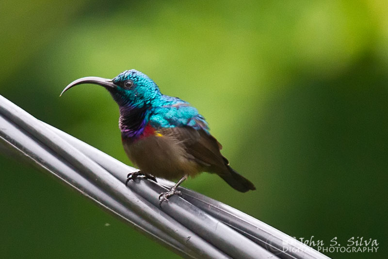 Loten's Sunbird ♂ | Nature Notes