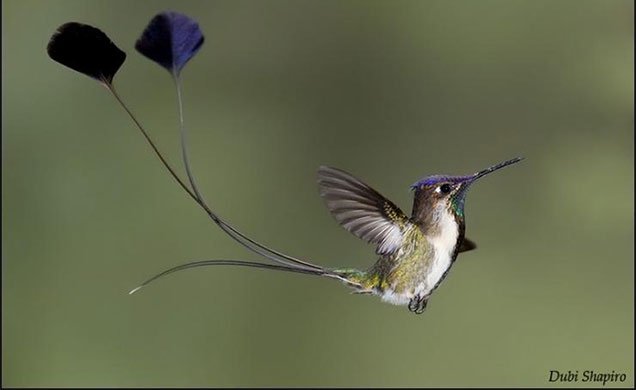 The Marvelous Spatuletail on Display! – 10,000 Birds