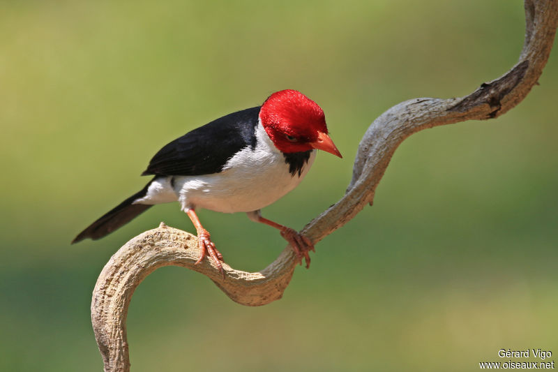 Yellow-billed Cardinal - Paroaria capitata adult - gevi207097