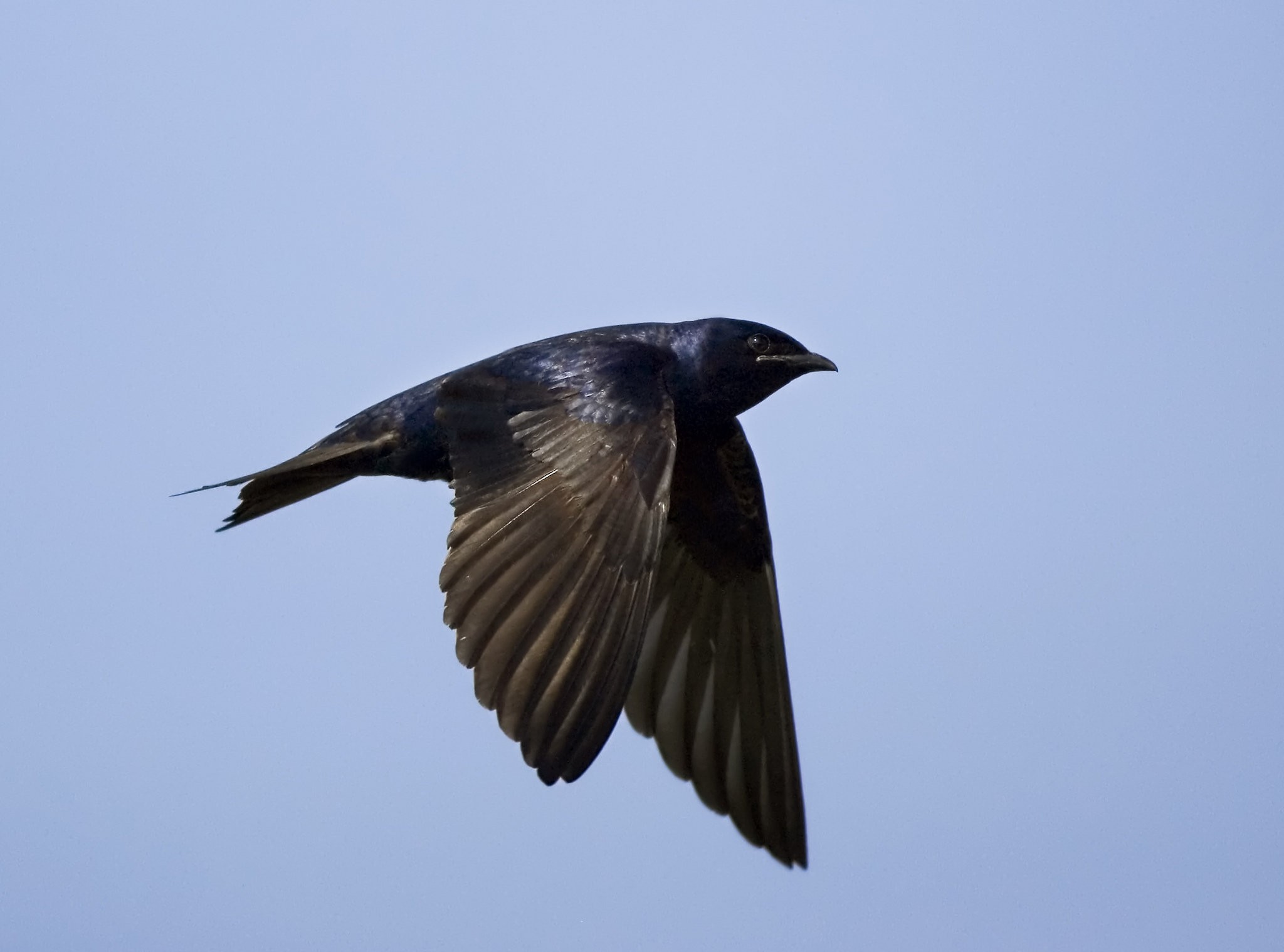 Purple martins continue to be a spectacular sight on Maurice River - nj.com