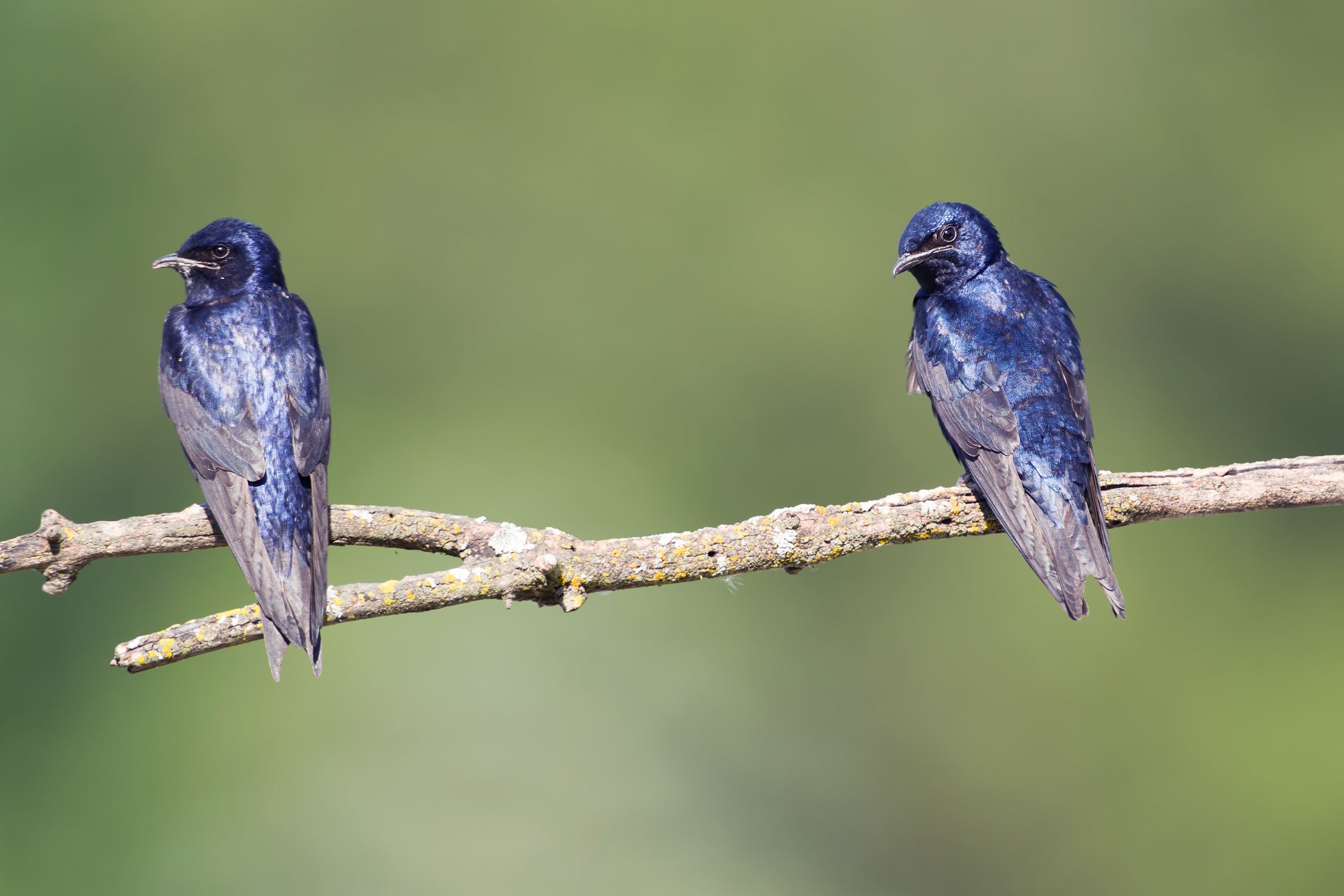 Purple Martin | Audubon Field Guide