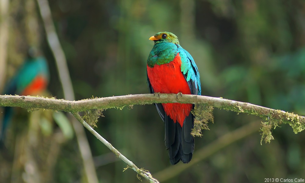 Quetzal de cabeza dorada / Golden-headed Quetzal