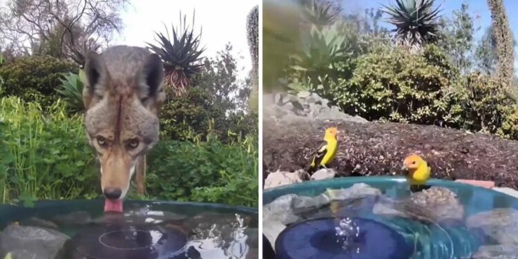 Woman Installs Water Fountain with Camera in Her Yard, Captures Amazing Photos of Regular Visitors