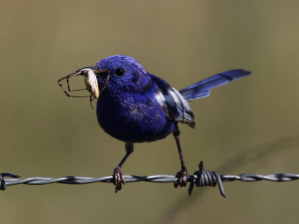 White-winged Fairy-wren (Malurus leucopterus)